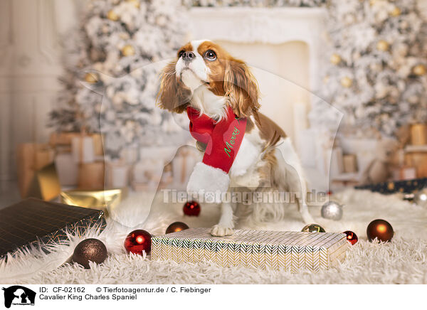 Cavalier King Charles Spaniel / Cavalier King Charles Spaniel / CF-02162