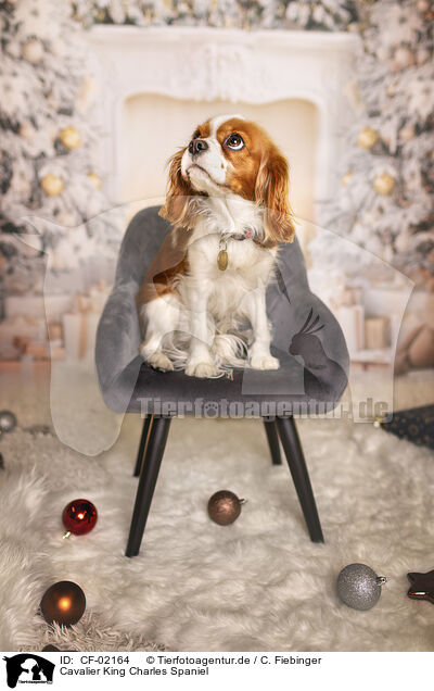 Cavalier King Charles Spaniel / Cavalier King Charles Spaniel / CF-02164