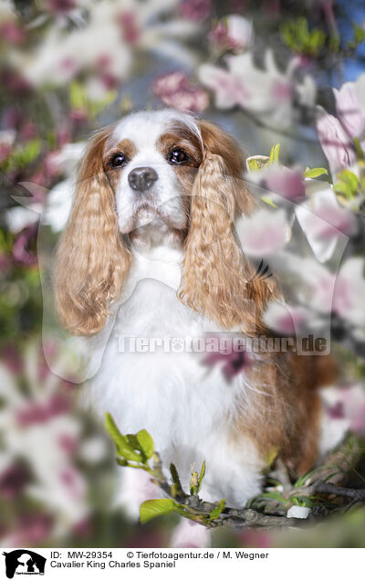 Cavalier King Charles Spaniel / Cavalier King Charles Spaniel / MW-29354