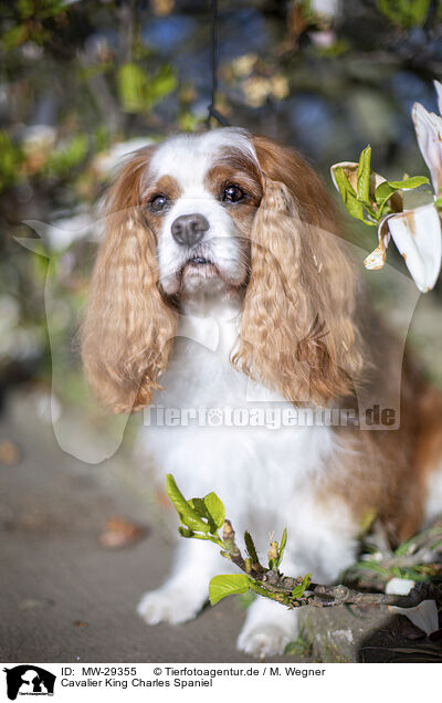 Cavalier King Charles Spaniel / MW-29355