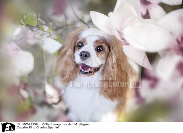 Cavalier King Charles Spaniel / MW-29356
