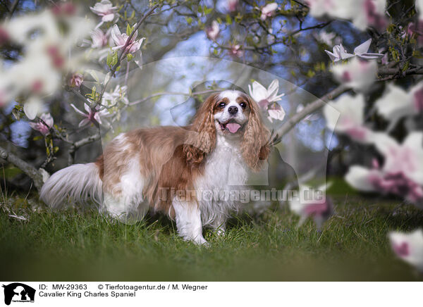 Cavalier King Charles Spaniel / MW-29363