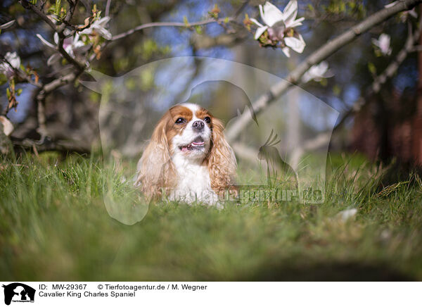 Cavalier King Charles Spaniel / Cavalier King Charles Spaniel / MW-29367