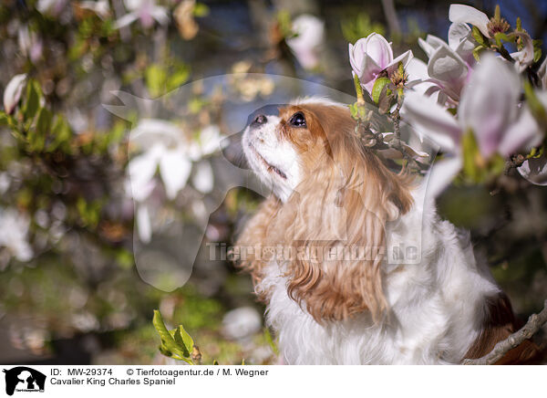 Cavalier King Charles Spaniel / Cavalier King Charles Spaniel / MW-29374