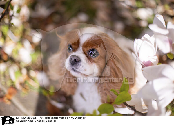 Cavalier King Charles Spaniel / Cavalier King Charles Spaniel / MW-29382