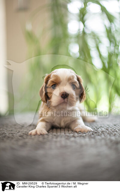 Cavalier King Charles Spaniel 3 Wochen alt / MW-29529