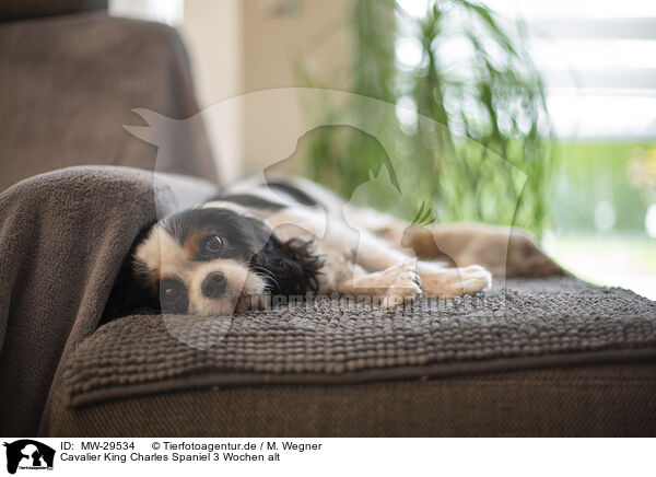 Cavalier King Charles Spaniel 3 Wochen alt / 3 weeks old Cavalier King Charles Spaniel / MW-29534
