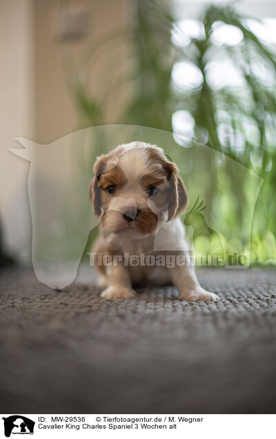 Cavalier King Charles Spaniel 3 Wochen alt / 3 weeks old Cavalier King Charles Spaniel / MW-29536
