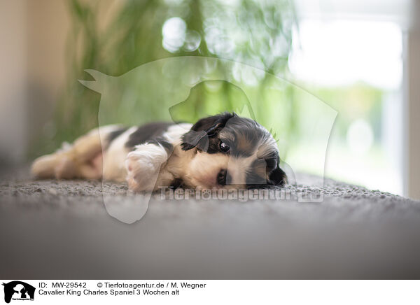 Cavalier King Charles Spaniel 3 Wochen alt / 3 weeks old Cavalier King Charles Spaniel / MW-29542