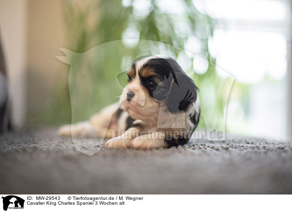 Cavalier King Charles Spaniel 3 Wochen alt / 3 weeks old Cavalier King Charles Spaniel / MW-29543