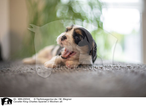 Cavalier King Charles Spaniel 3 Wochen alt / 3 weeks old Cavalier King Charles Spaniel / MW-29544