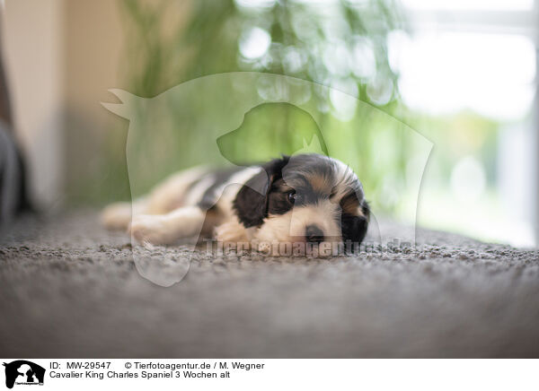 Cavalier King Charles Spaniel 3 Wochen alt / 3 weeks old Cavalier King Charles Spaniel / MW-29547