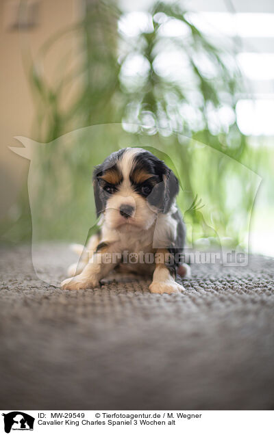 Cavalier King Charles Spaniel 3 Wochen alt / 3 weeks old Cavalier King Charles Spaniel / MW-29549
