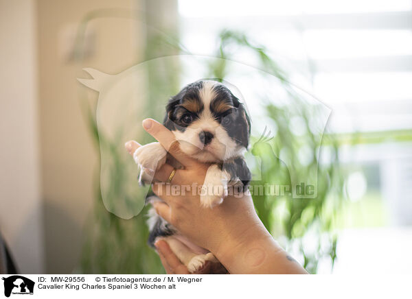 Cavalier King Charles Spaniel 3 Wochen alt / 3 weeks old Cavalier King Charles Spaniel / MW-29556