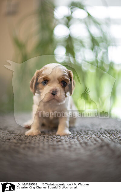 Cavalier King Charles Spaniel 3 Wochen alt / 3 weeks old Cavalier King Charles Spaniel / MW-29562