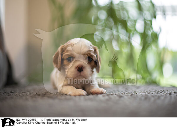 Cavalier King Charles Spaniel 3 Wochen alt / 3 weeks old Cavalier King Charles Spaniel / MW-29566