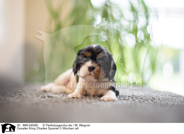 Cavalier King Charles Spaniel 3 Wochen alt / 3 weeks old Cavalier King Charles Spaniel / MW-29586