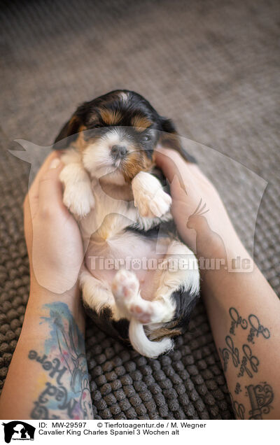 Cavalier King Charles Spaniel 3 Wochen alt / MW-29597