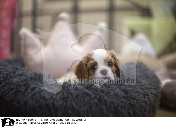 5 wochen alter Cavalier King Charles Spaniel / MW-29616