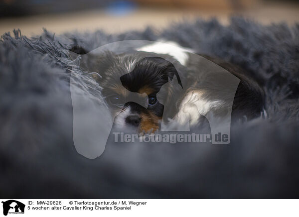5 wochen alter Cavalier King Charles Spaniel / MW-29626