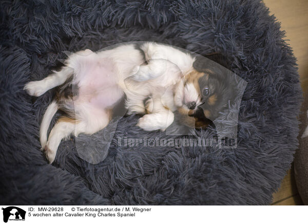 5 wochen alter Cavalier King Charles Spaniel / MW-29628