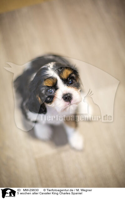 5 wochen alter Cavalier King Charles Spaniel / MW-29630