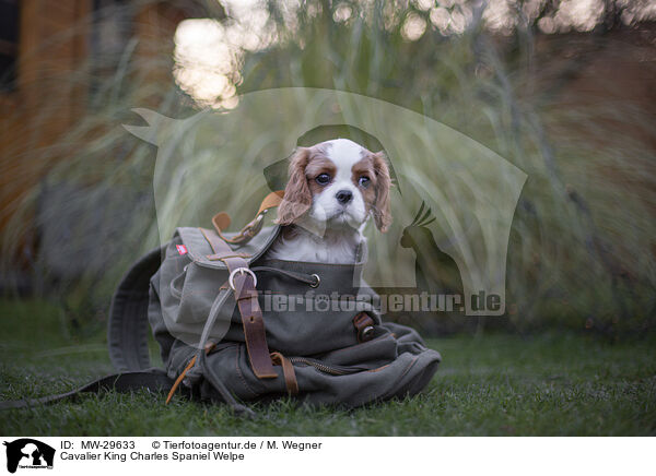 Cavalier King Charles Spaniel Welpe / MW-29633