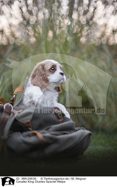 Cavalier King Charles Spaniel Welpe / MW-29636