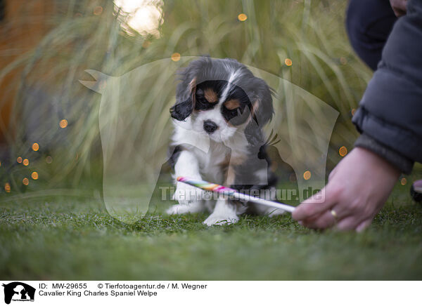 Cavalier King Charles Spaniel Welpe / Cavalier King Charles Spaniel puppy / MW-29655