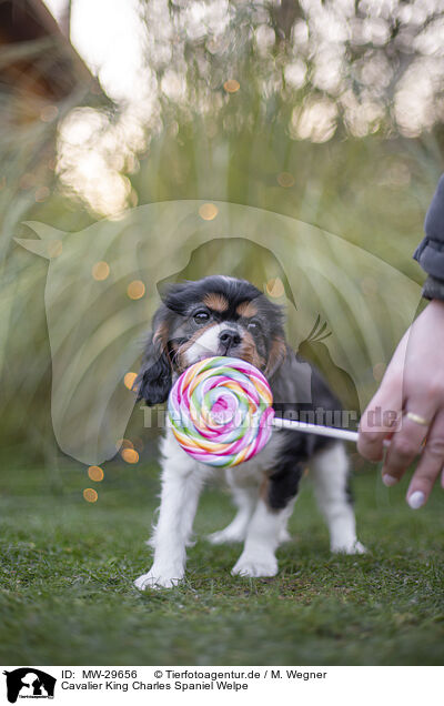 Cavalier King Charles Spaniel Welpe / Cavalier King Charles Spaniel puppy / MW-29656