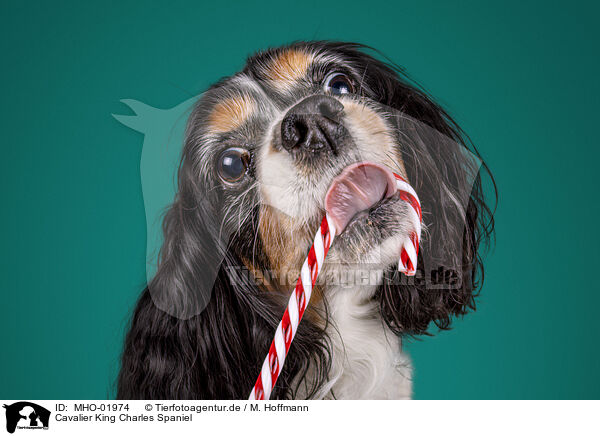 Cavalier King Charles Spaniel / Cavalier King Charles Spaniel / MHO-01974