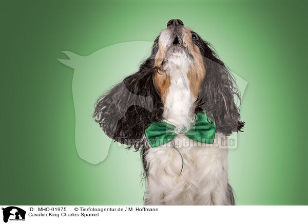 Cavalier King Charles Spaniel / Cavalier King Charles Spaniel / MHO-01975