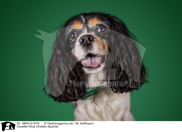 Cavalier King Charles Spaniel / Cavalier King Charles Spaniel / MHO-01976