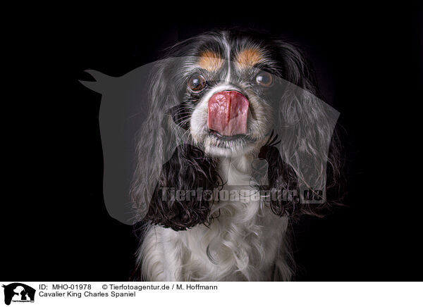 Cavalier King Charles Spaniel / Cavalier King Charles Spaniel / MHO-01978