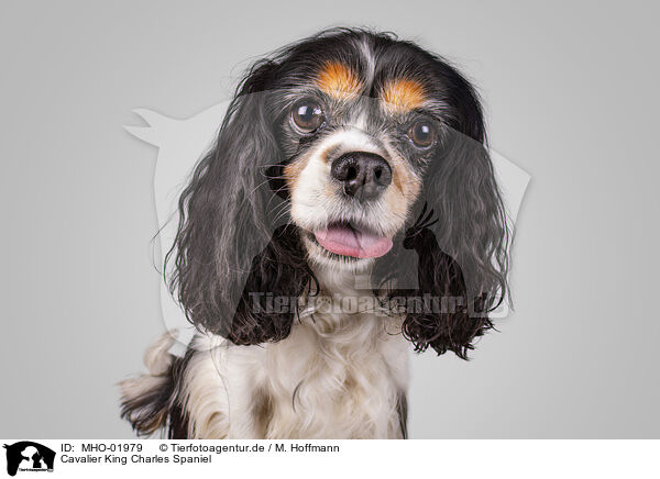 Cavalier King Charles Spaniel / Cavalier King Charles Spaniel / MHO-01979