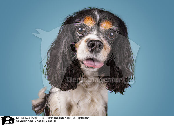 Cavalier King Charles Spaniel / Cavalier King Charles Spaniel / MHO-01980