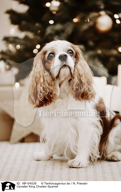 Cavalier King Charles Spaniel / Cavalier King Charles Spaniel / NP-04026