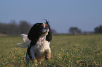 Cavalier King Charles Spaniel