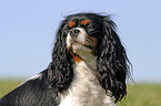 Cavalier King Charles Spaniel