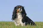 Cavalier King Charles Spaniel