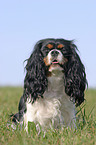 Cavalier King Charles Spaniel