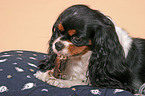 Cavalier King Charles Spaniel