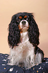 Cavalier King Charles Spaniel