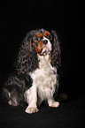 Cavalier King Charles Spaniel