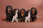 5 Cavalier King Charles Spaniels