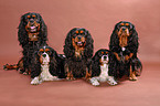 5 Cavalier King Charles Spaniels