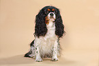 Cavalier King Charles Spaniel