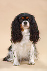 Cavalier King Charles Spaniel