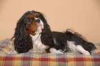 Cavalier King Charles Spaniel