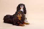 Cavalier King Charles Spaniels